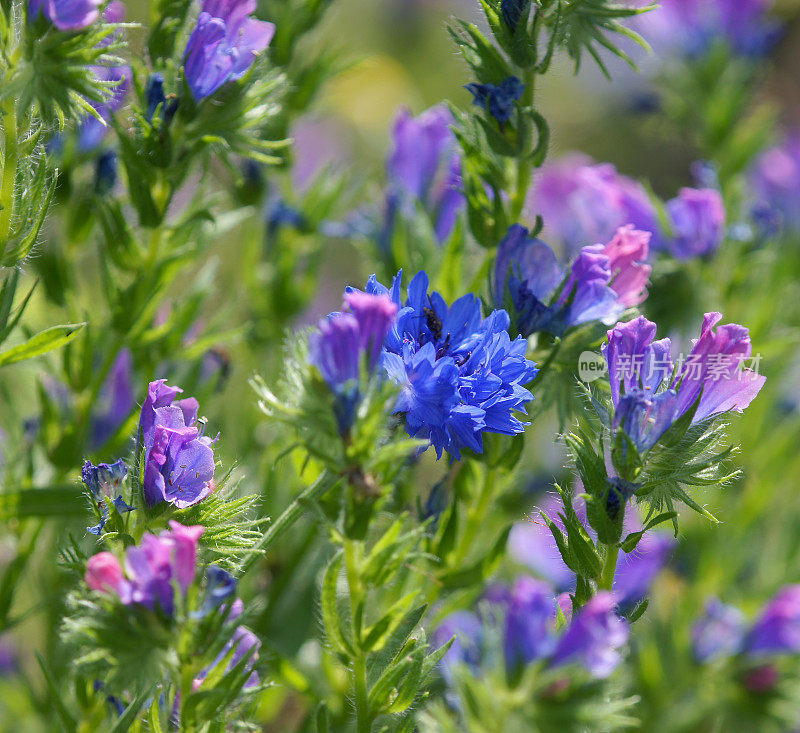 Echium vulgare花